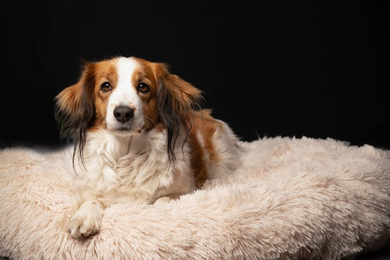 De beste hondenmand kiezen voor jouw hond
