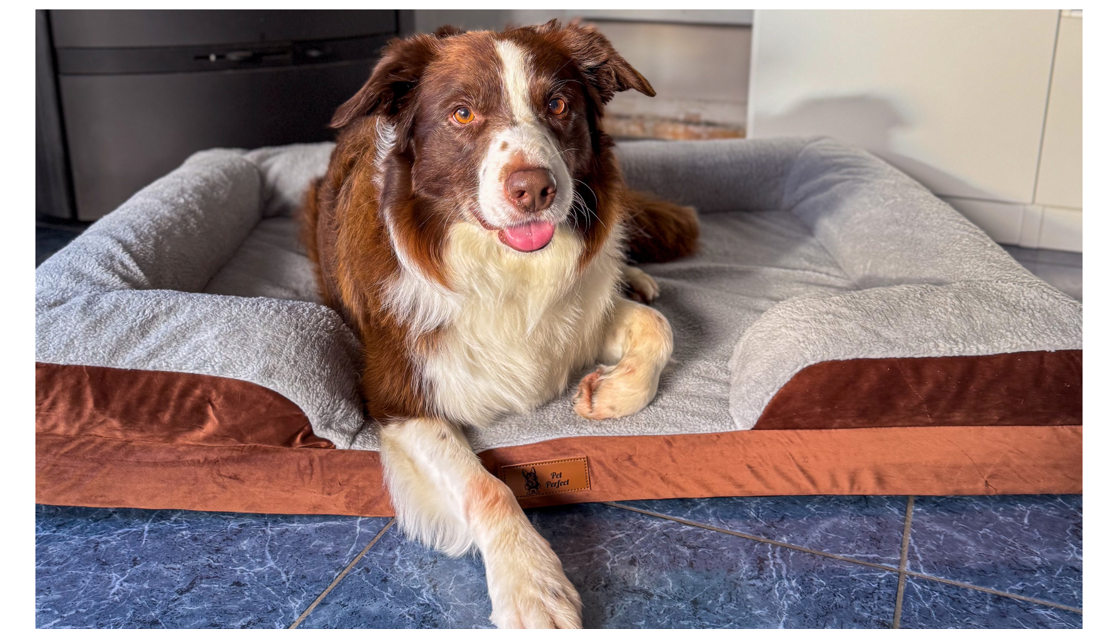 Zo kies je de beste orthopedische hondenmand