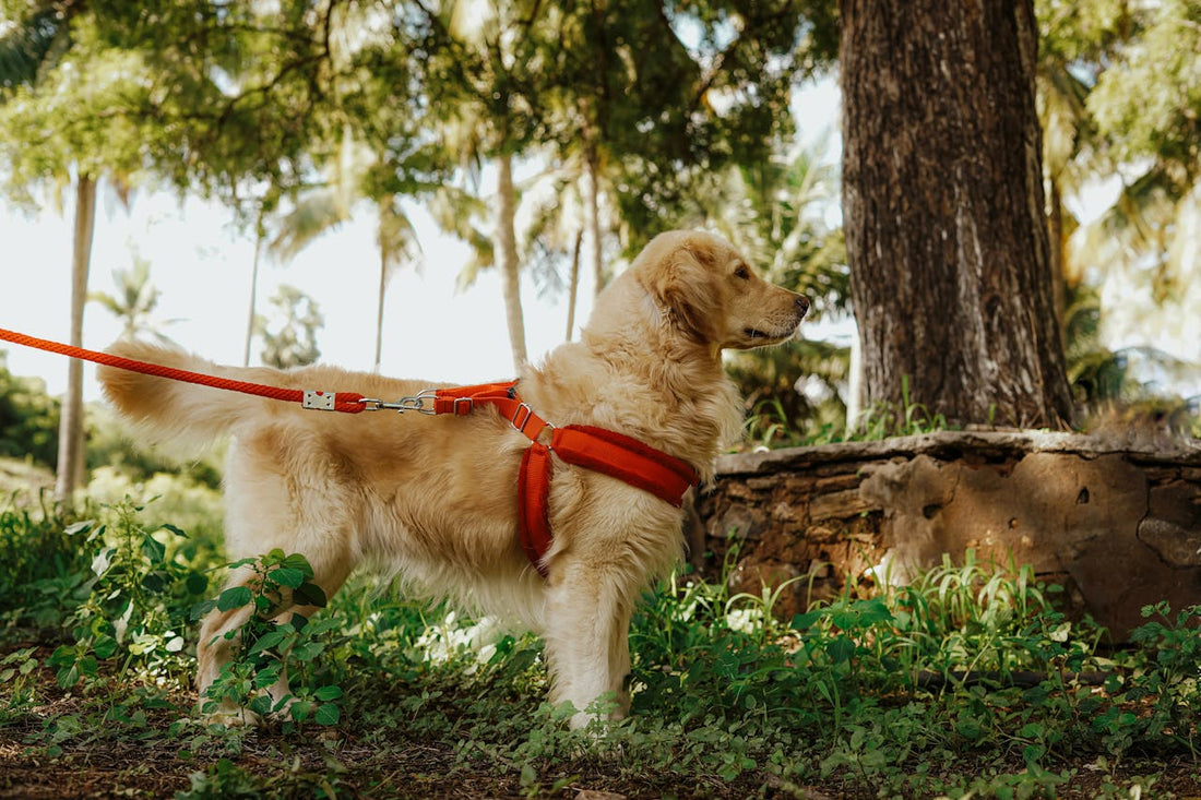 Je hond aan de leiband leren lopen