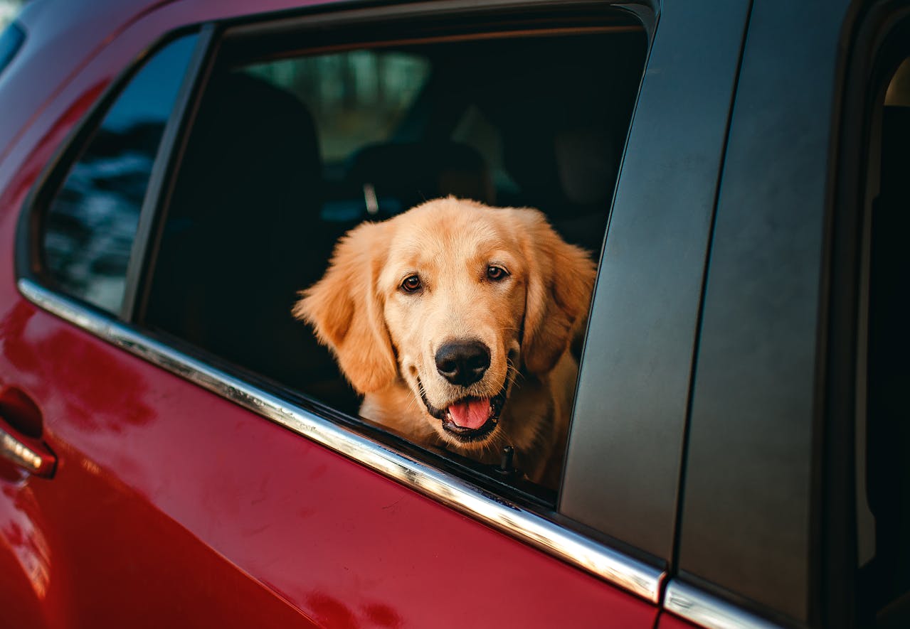Waarom hijgt je hond in de auto?