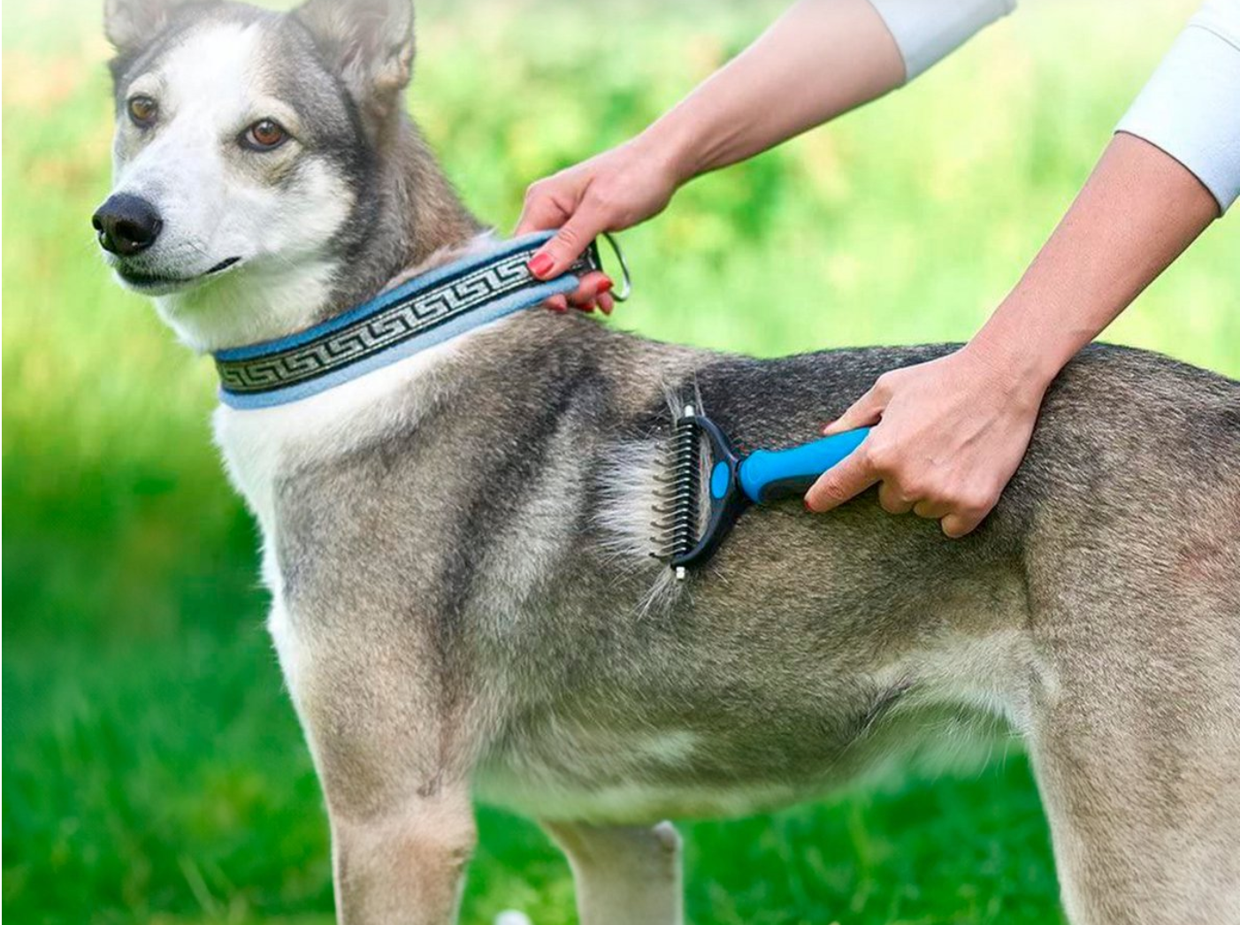 Je hond kammen: tips en tricks