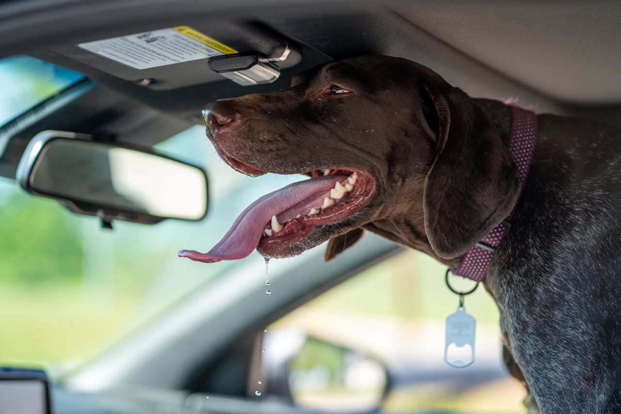 Is je hond angstig in de auto? Probeer deze 8 tips