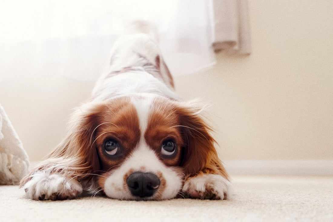 Zelf denkspelletje maken voor je hond