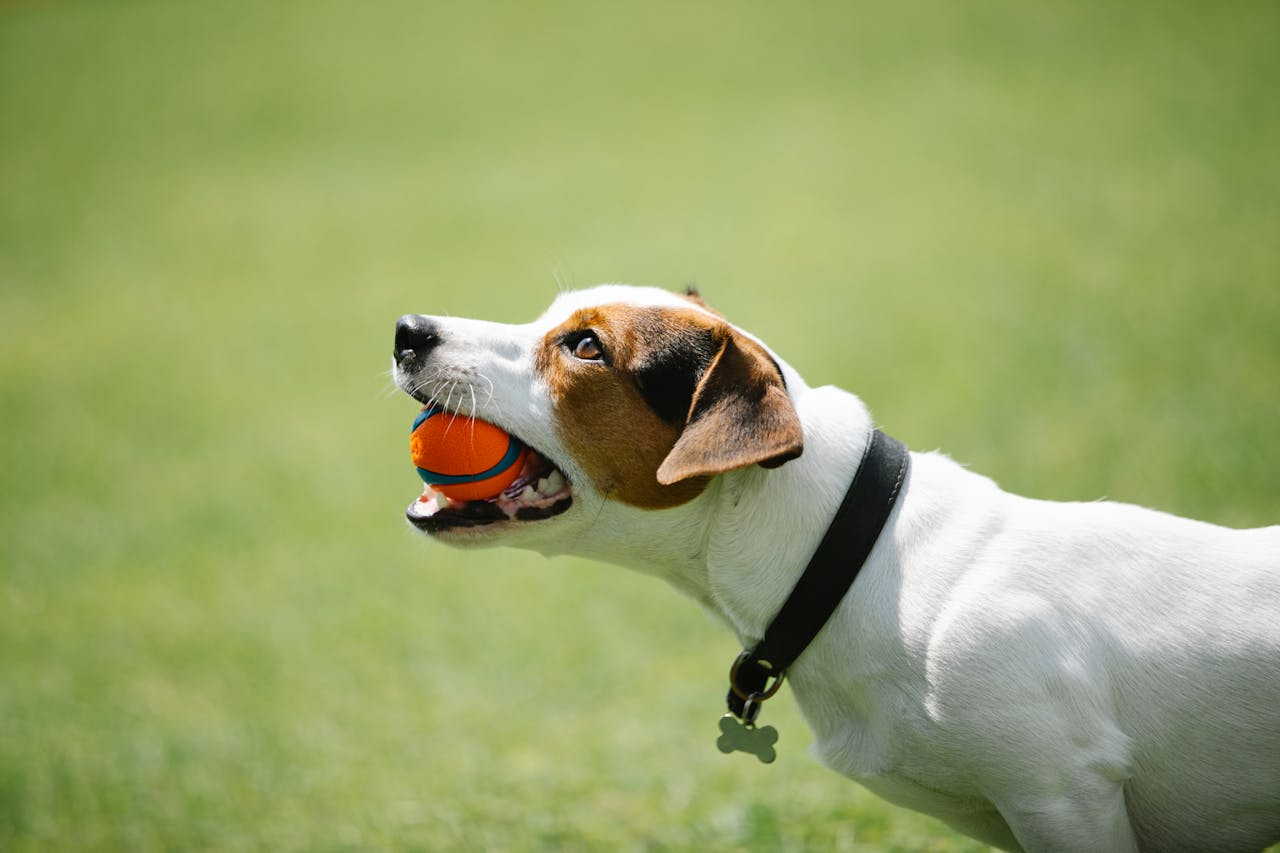 Zijn tennisballen slecht voor honden?