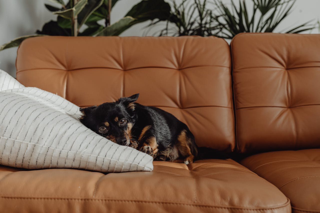 Je hond alleen thuis laten met deze tips