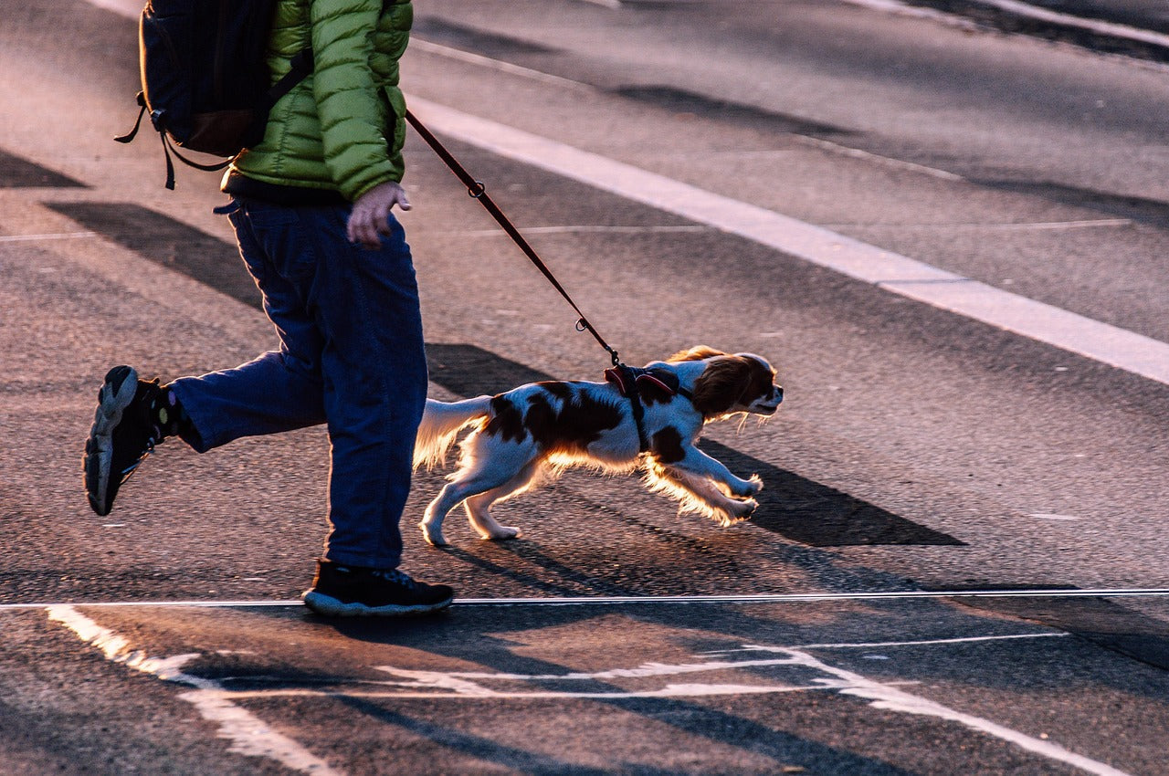 Je hond leren wandelen zonder trekken