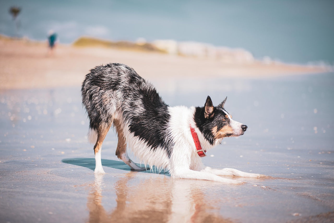 Tips voor een dagje aan het strand met hond