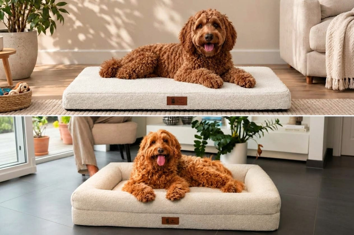 Hondenkussen vs hondenmand: wat past het best bij jouw hond?