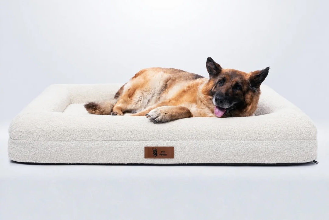 Beste hondenkussen kiezen: wat heeft jouw hond nodig?
