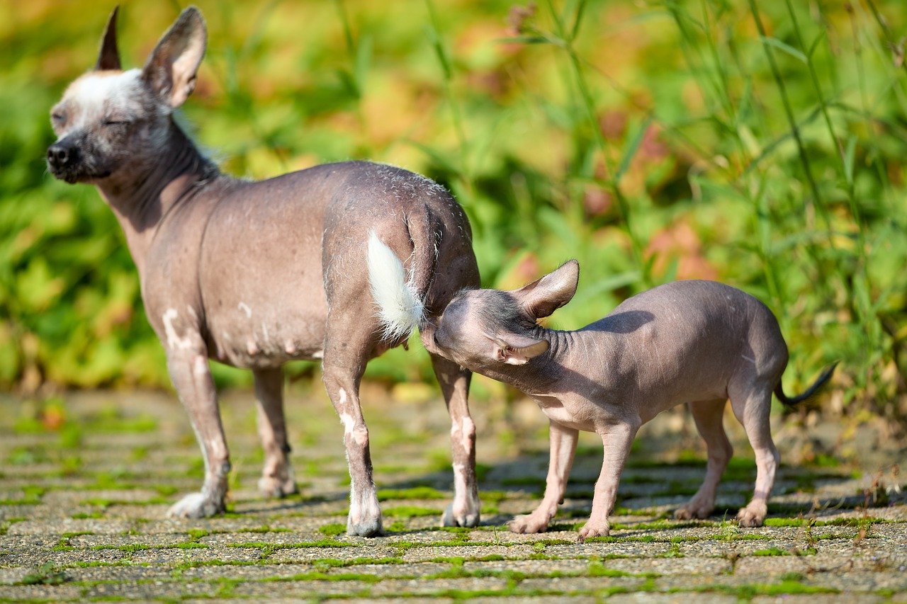 honden snuffelen elkaar voor anaalklieren