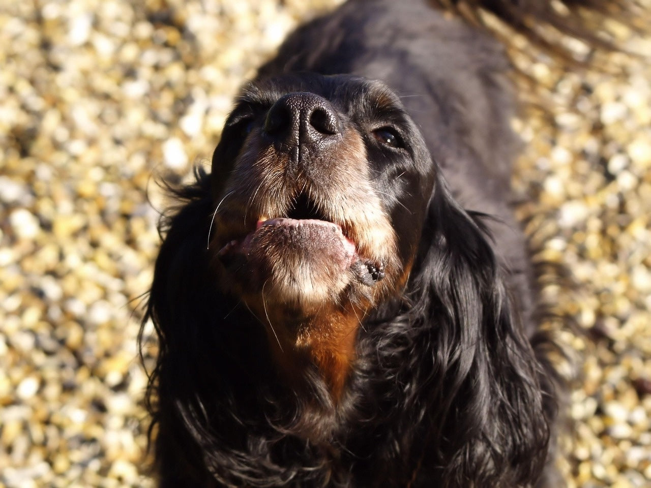 Waarom blaffen honden?