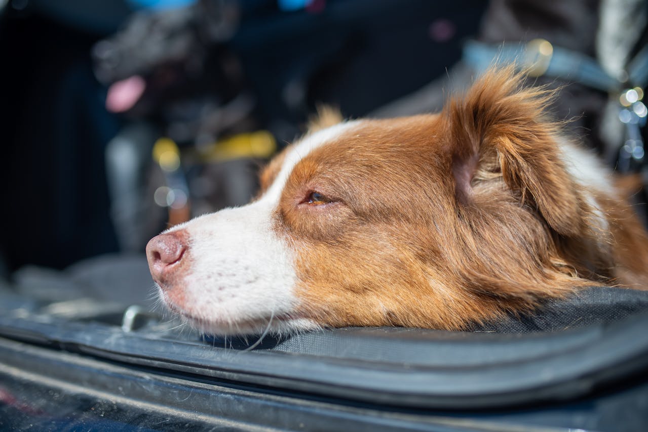 Je hond niest veel: 8 oorzaken en wat je kunt doen