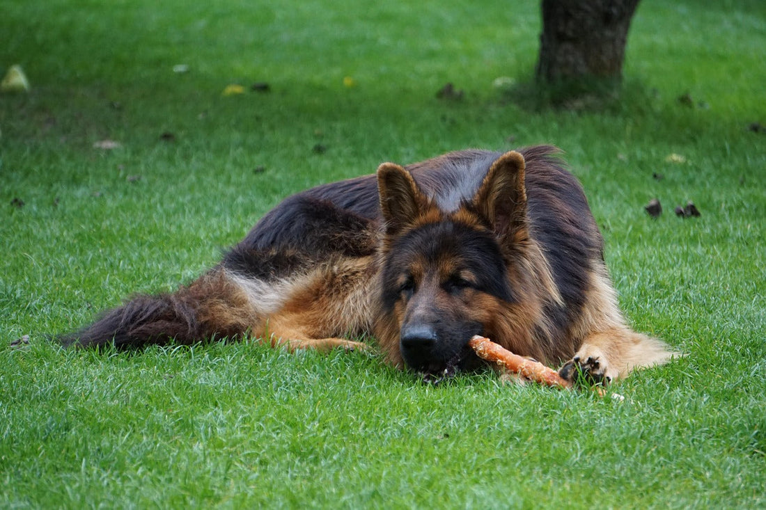 hond die een gezonde hondensnack eet
