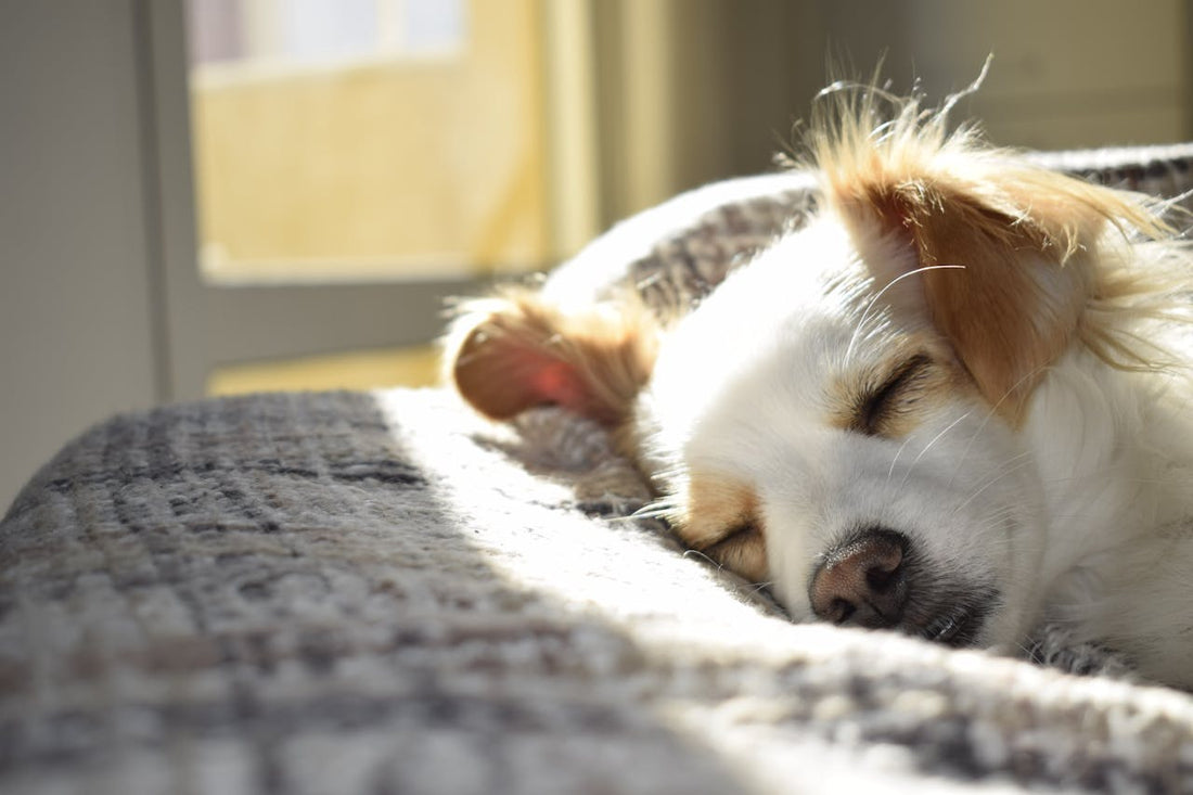 Hoeveel slaap heeft je hond nodig?