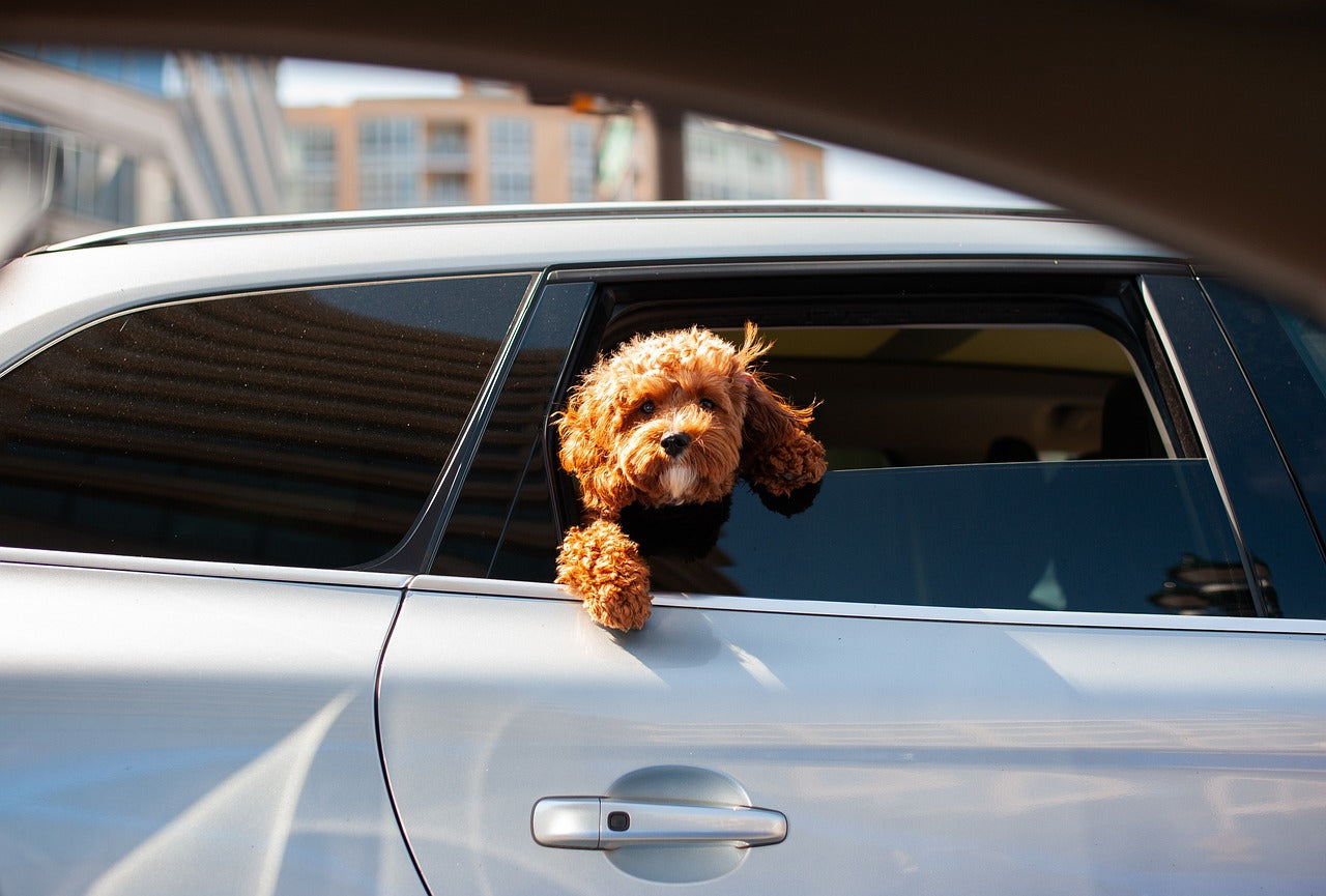 Hoe lang kan een hond in de auto blijven?