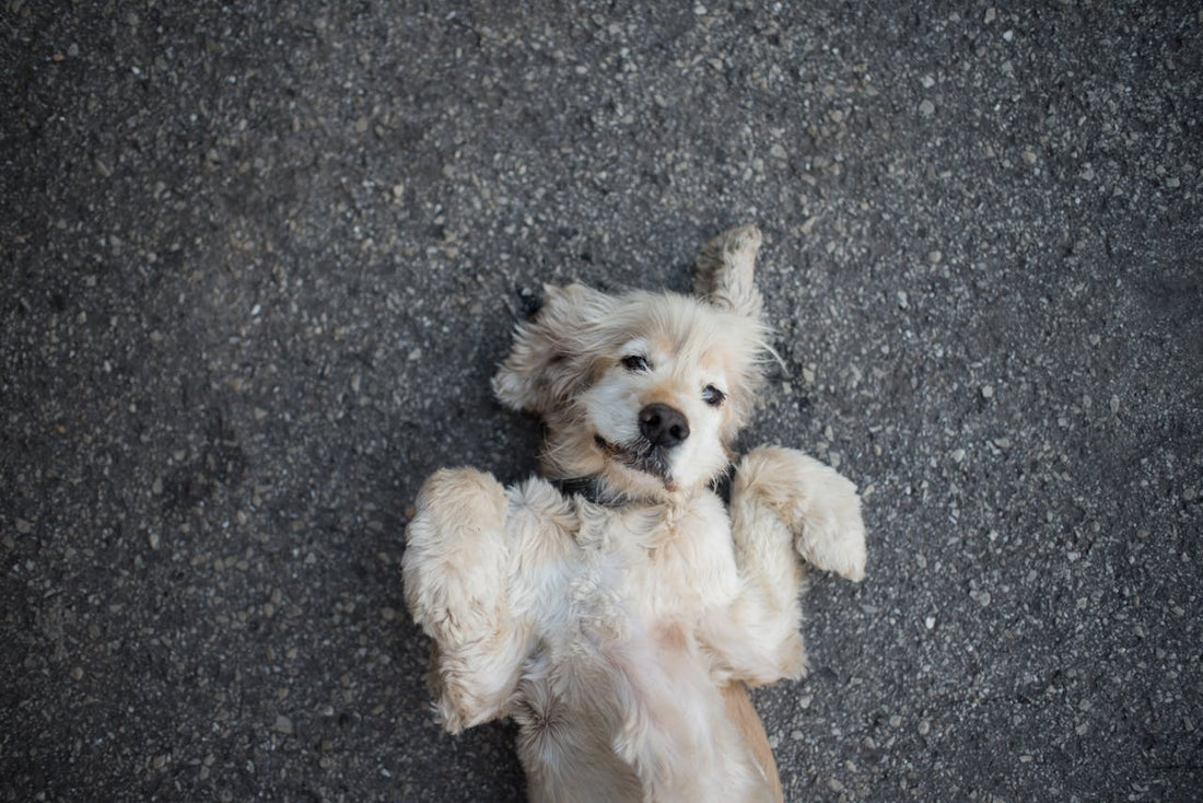 Waarom gaat een hond op zijn rug liggen bij het aaien?