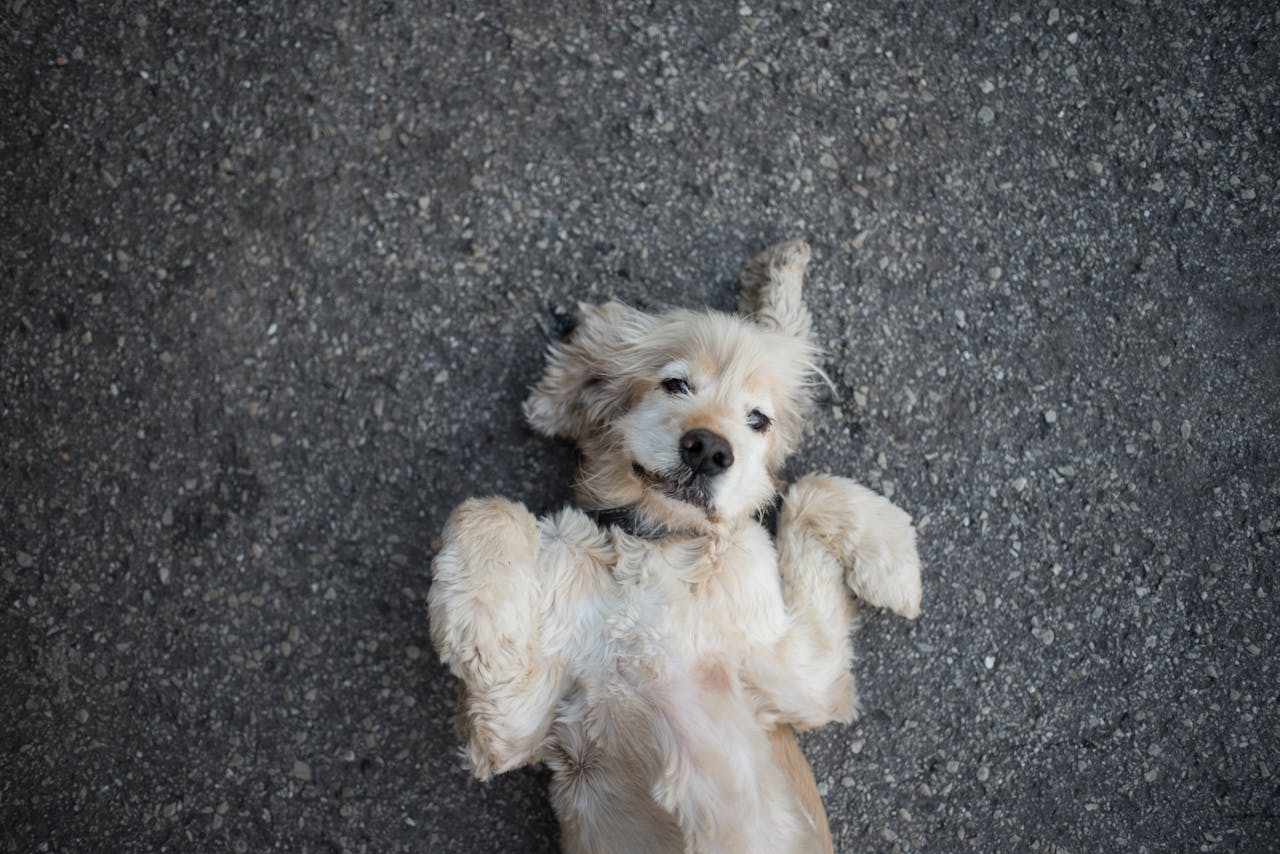 Waarom gaat een hond op zijn rug liggen bij het aaien?