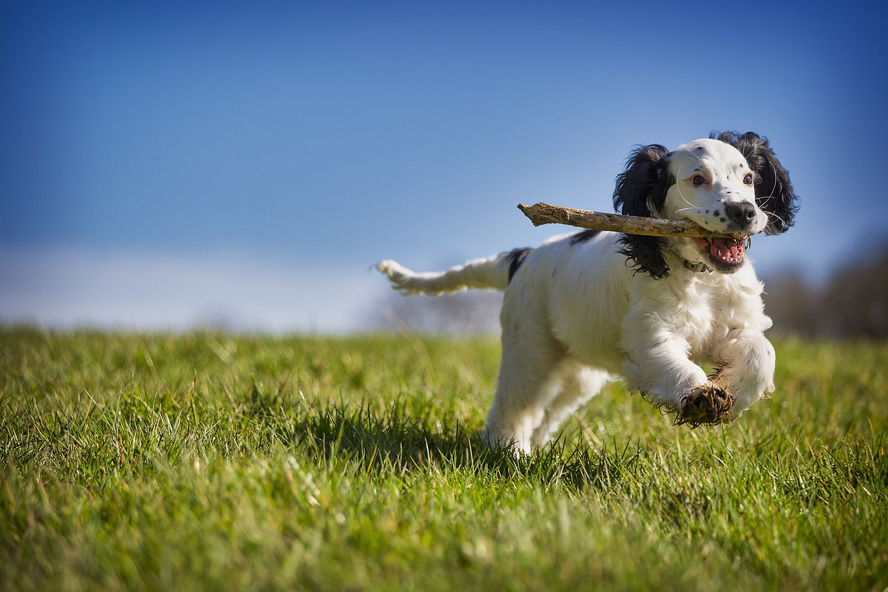 Hondenspeeltjes: de leukste speeltjes voor je hond