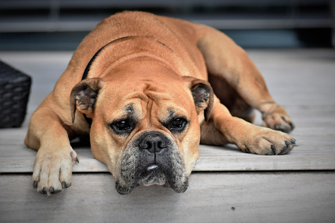 Mijn hond eet niet, wat nu?