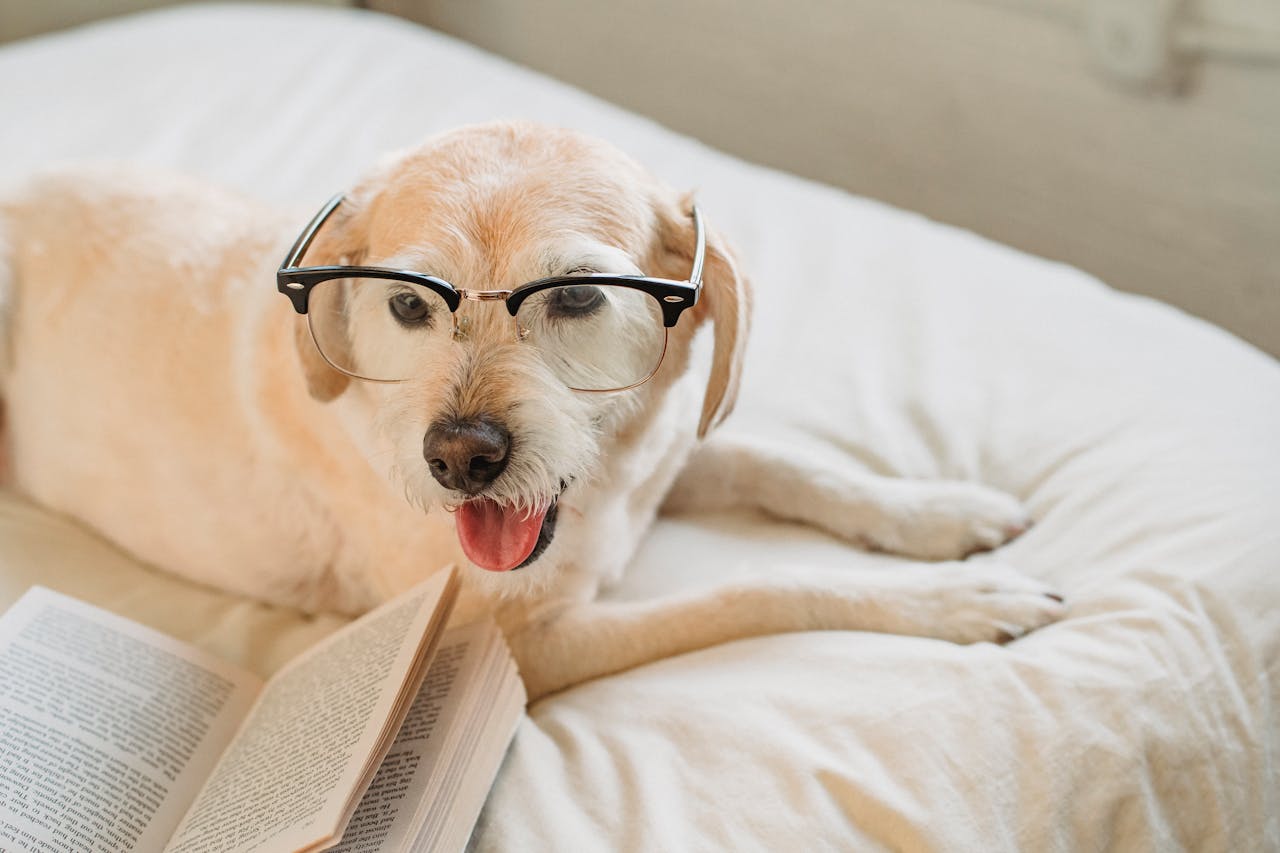 Interactief speelgoed hond: zo stimuleer je je hond op een leuke manier