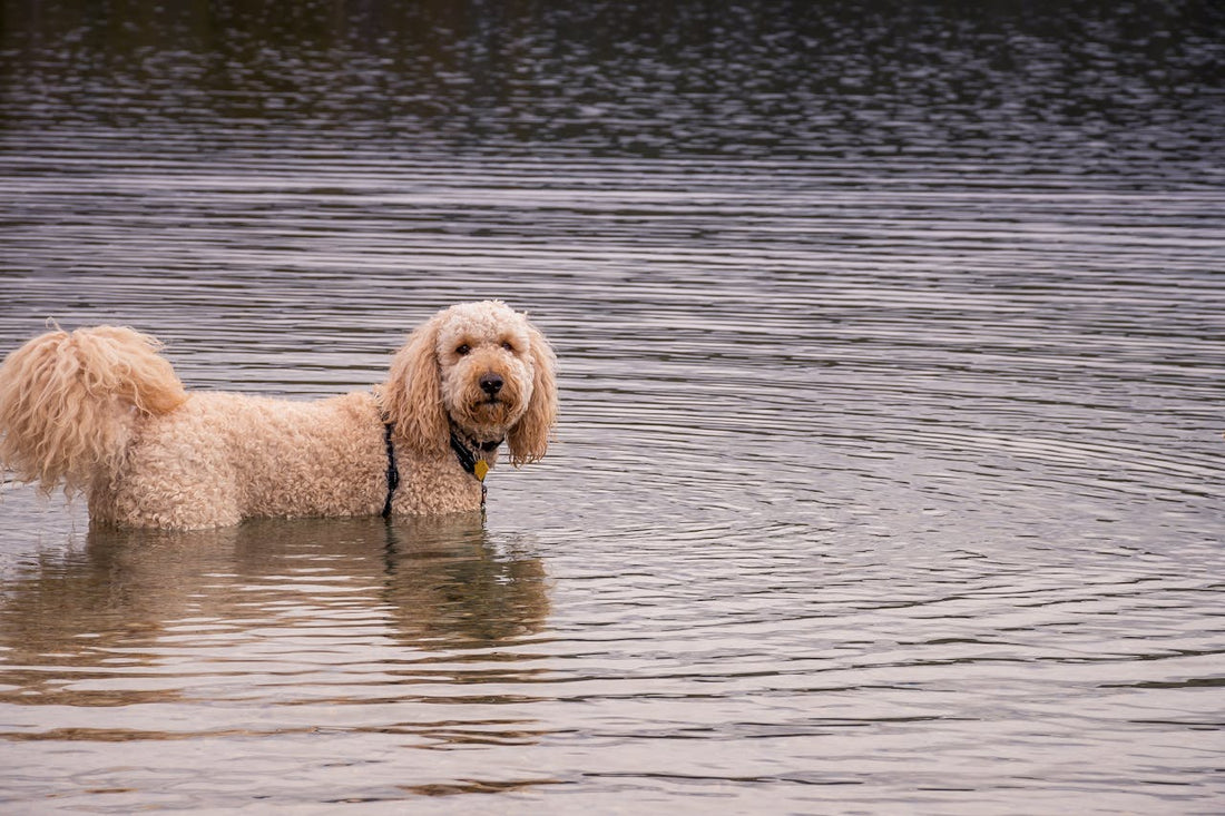 hypoallergene hondenrassen zoals de Labradoodle