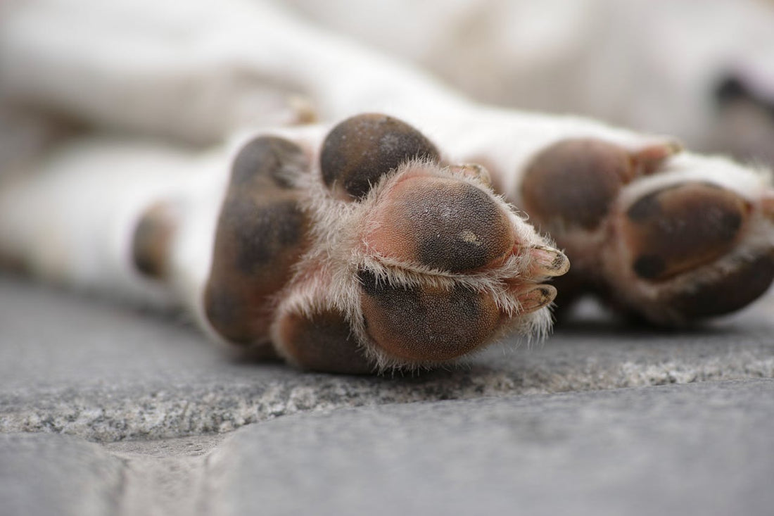 Nagels knippen hond: Alles wat je moet weten