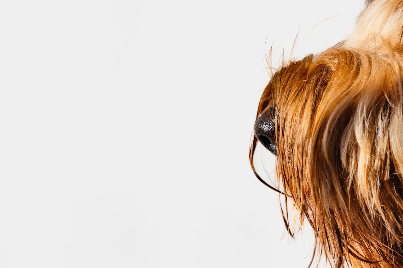 Droge neus bij honden: wat betekent het en wanneer moet je opletten?