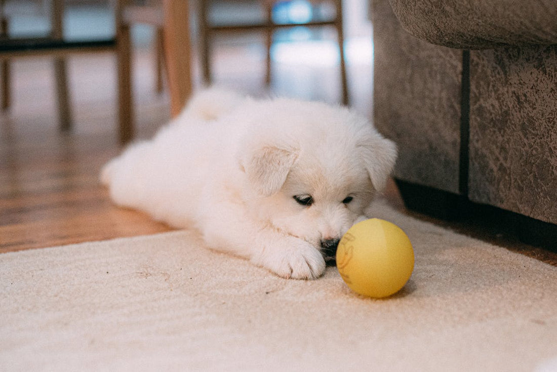Puppy plast in huis: hoe krijg je het onder controle?