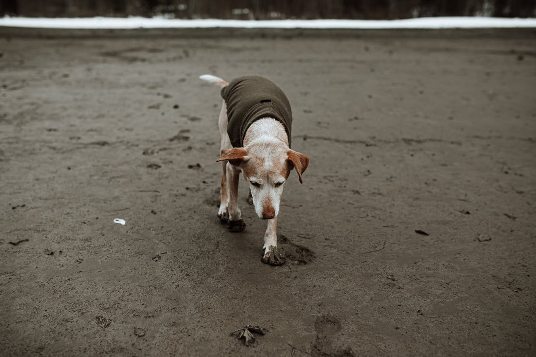 Hoe oud wordt een hond?