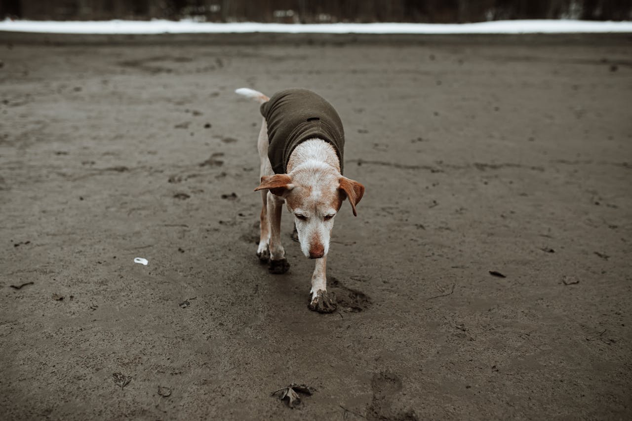 Hoe oud wordt een hond?