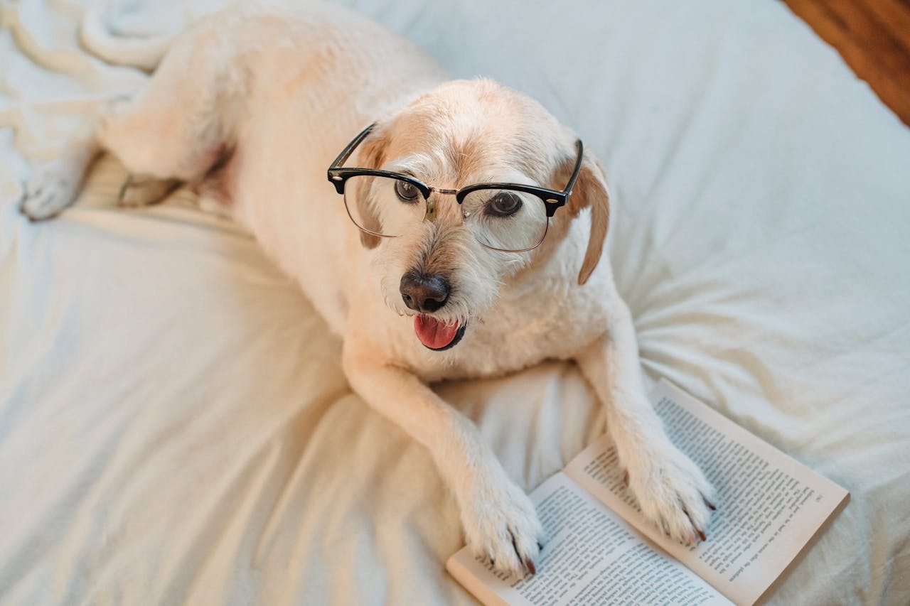 Welke kleuren ziet een hond?