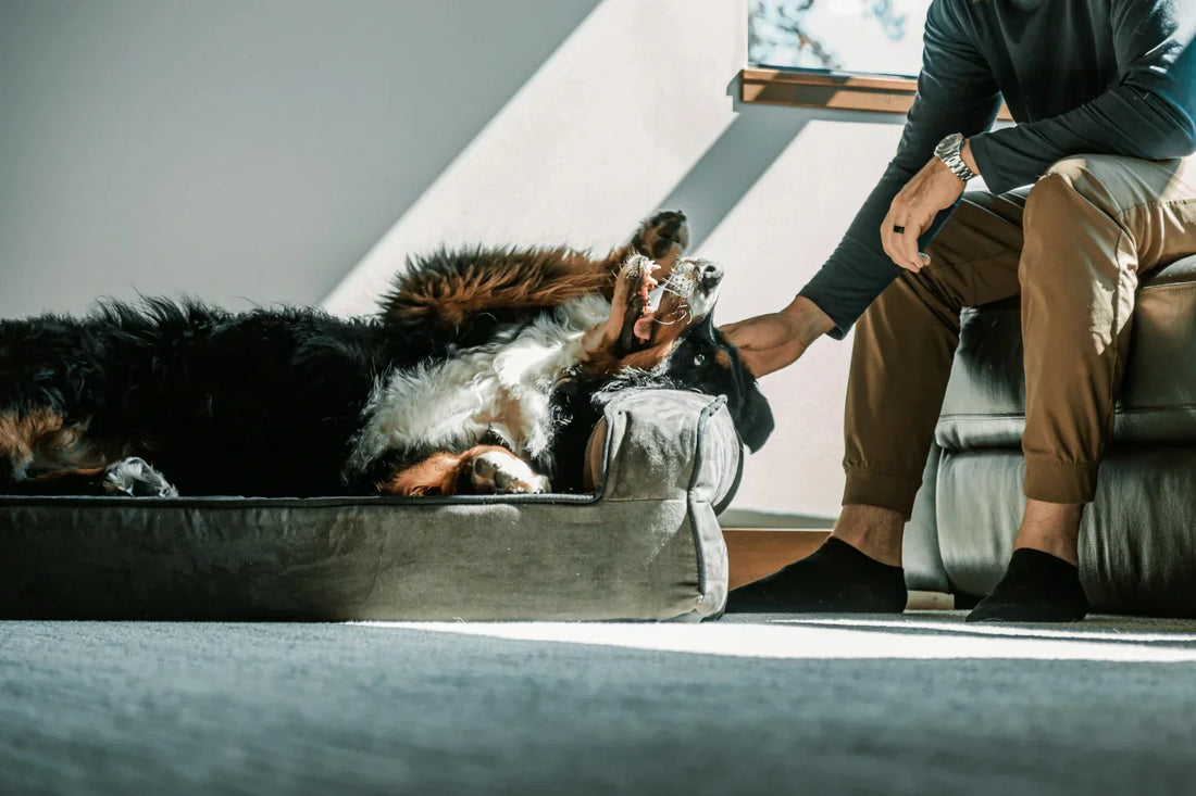 Welke maat hondenmand is perfect voor mijn hond?