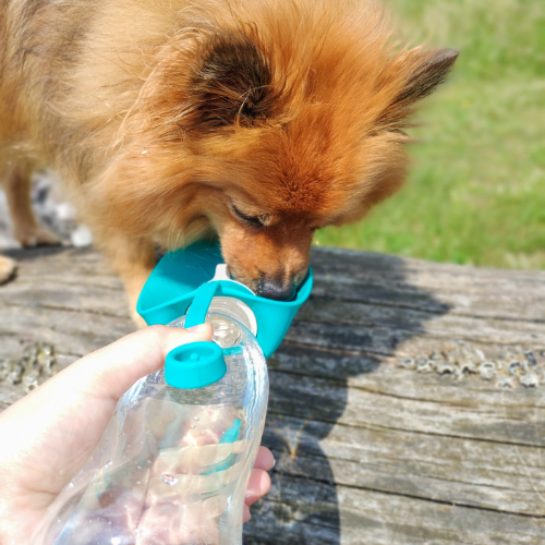 Pet Perfect Waterfles Hond - Drinkfles