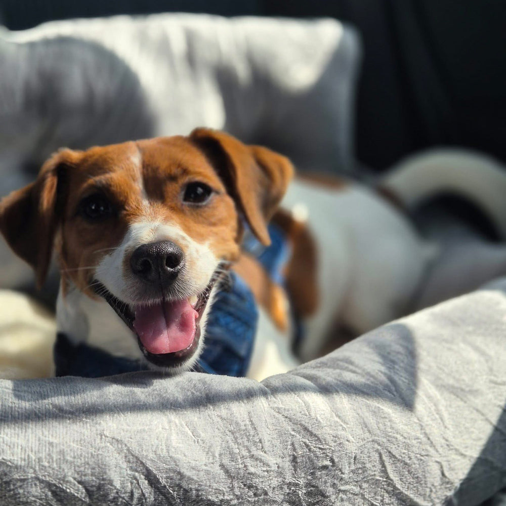 autostoel hond met riempjes