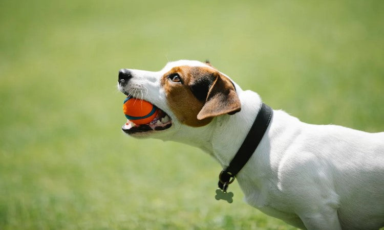 Accessoires pet perfect